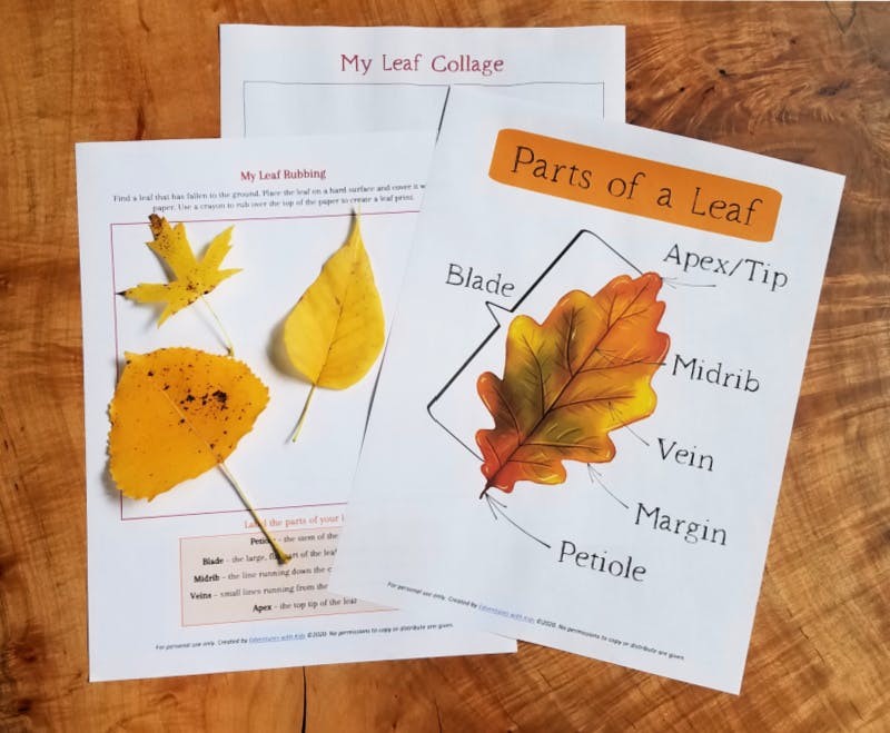 18 Fall Science Activities and Experiments with Leaves Edventures