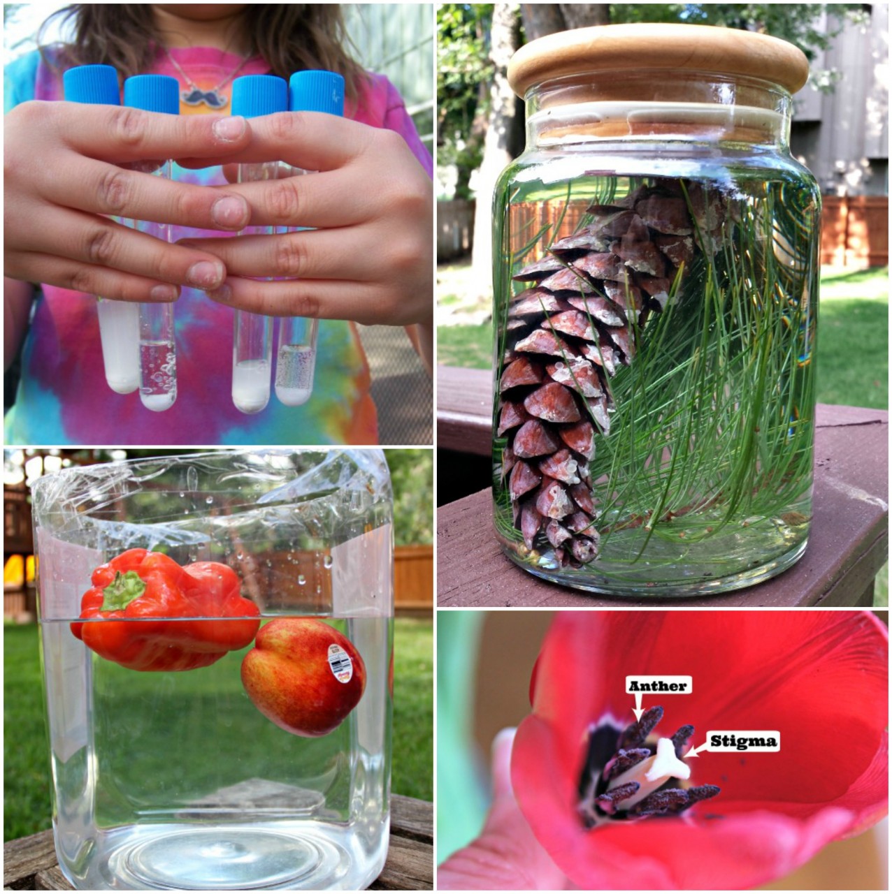 20 Outdoor Science Experiments Backyard Science Activities 