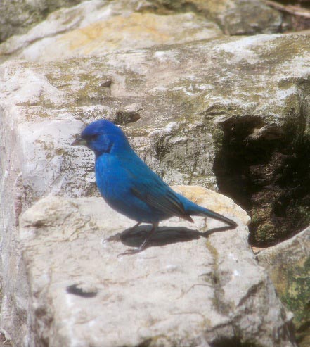 blue-bird-small-cropped