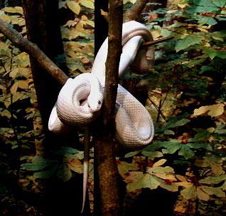 small-snake