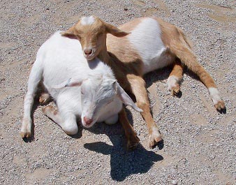 sleeping-goats-small