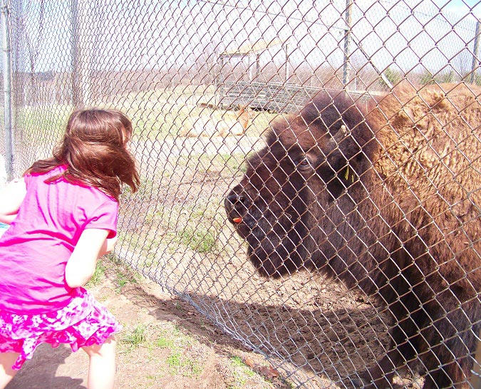 feeding-bison-applies