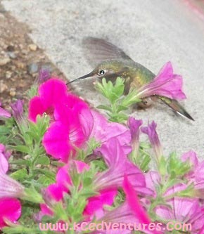 hummingbird-labeled