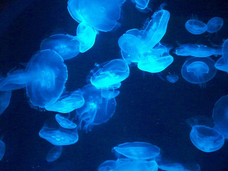 jellyfish