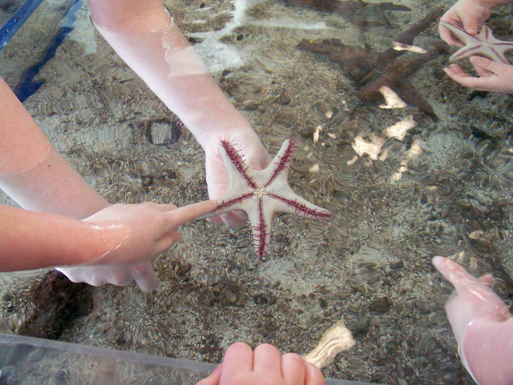 starfish-holding