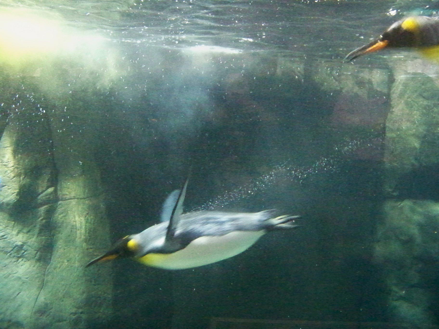 penguins-watch