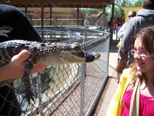 Reptile Gardens - pet a baby gator