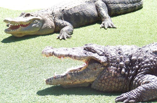 Alligators in South Dakota