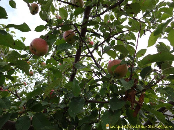 Autumn-Apple-Tree