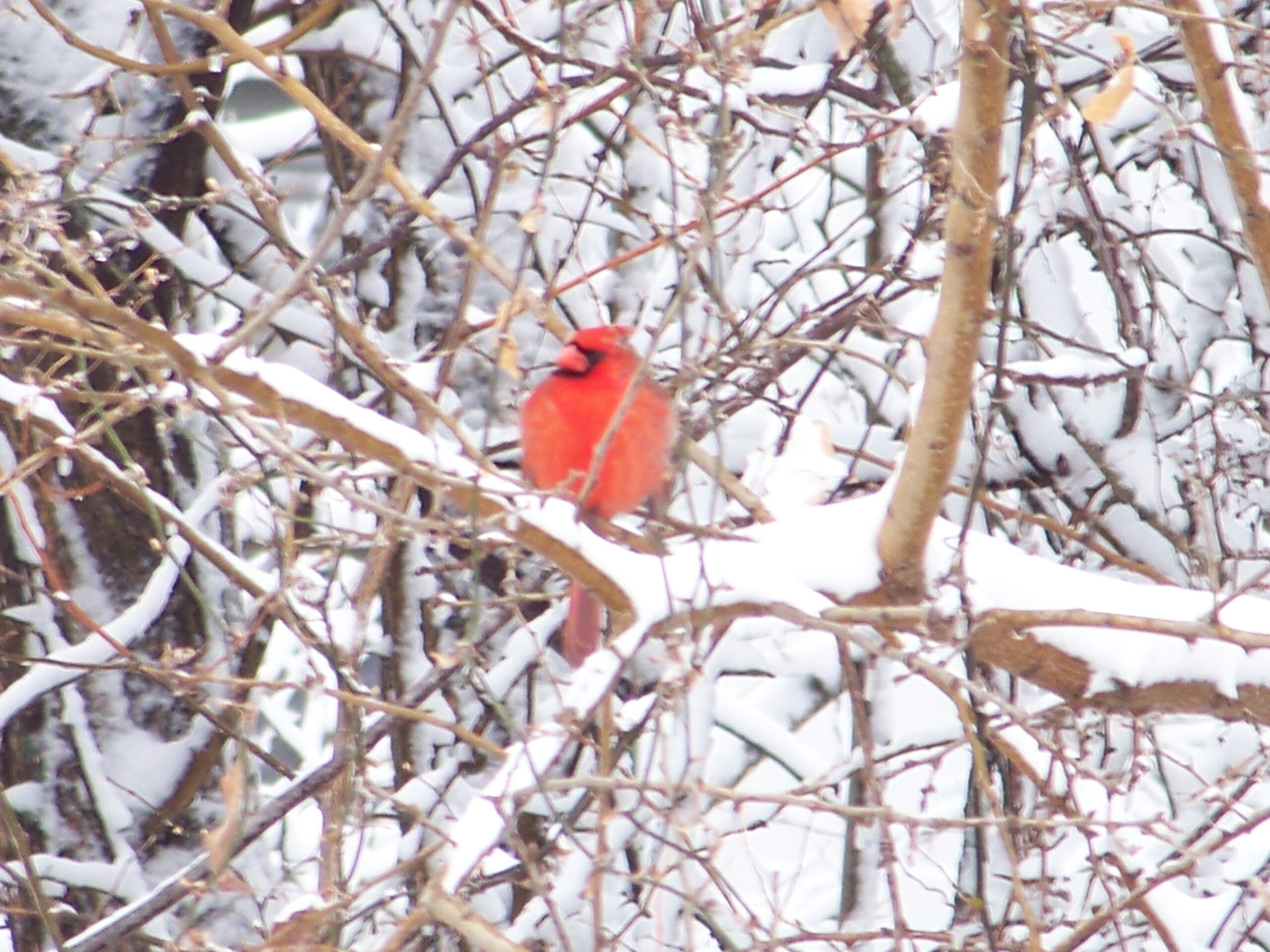 outdoor winter fun