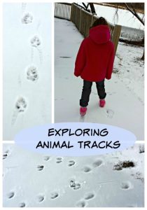 Exploring Animals Tracks in Snow - KC Edventures