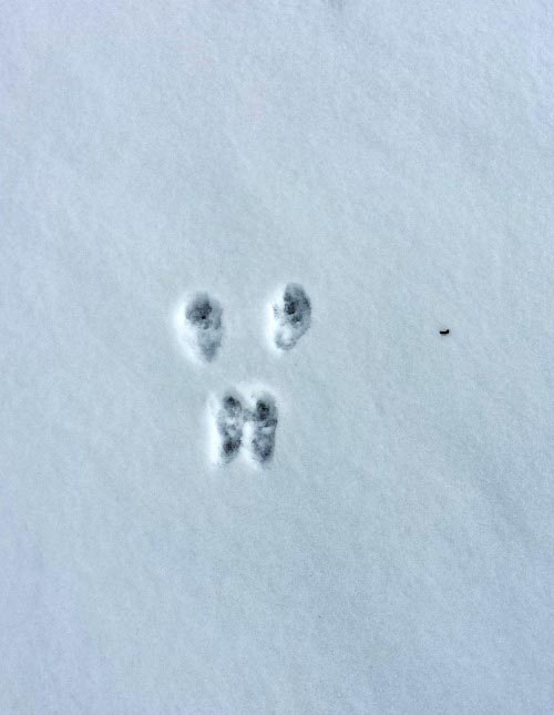 Rabbit tracks in the snow