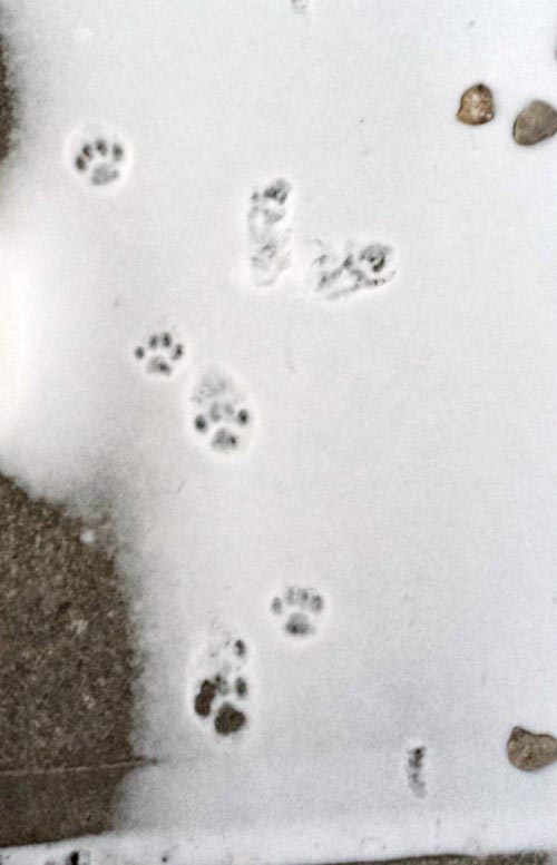 Animal Tracks