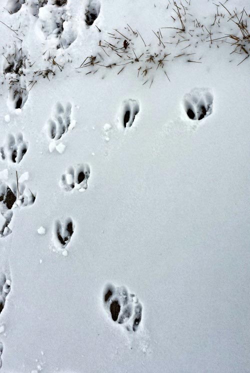 Deer Tracks in the Snow