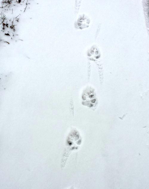 Dog Tracks in the Snow