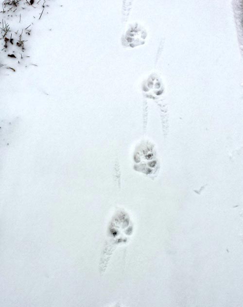 tracks in snow identify animal