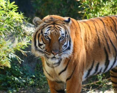 tigers in kansas