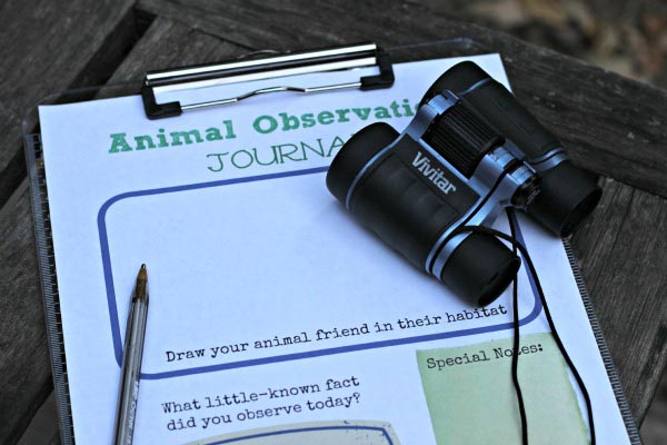 animal observations and helping kids to increase attention span