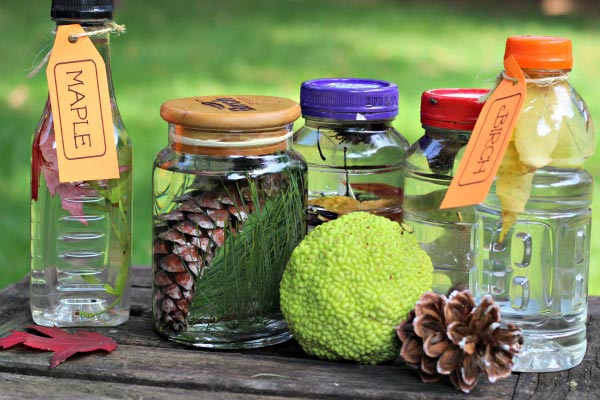 Nature sencory bottles and tree activities for preschool and elementary kids