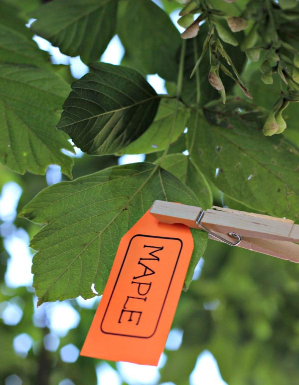 tree identification tags - free printable!