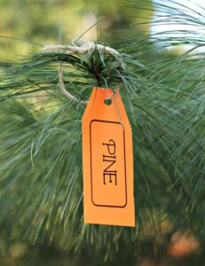 Tree Identification Scavenger Hunt Game for Kids