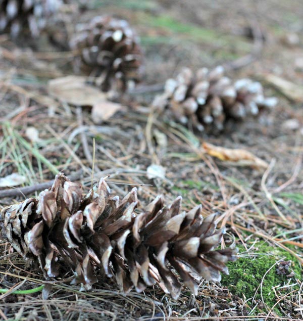 Tree ID Scavenger Hunt using leaves and tree seeds