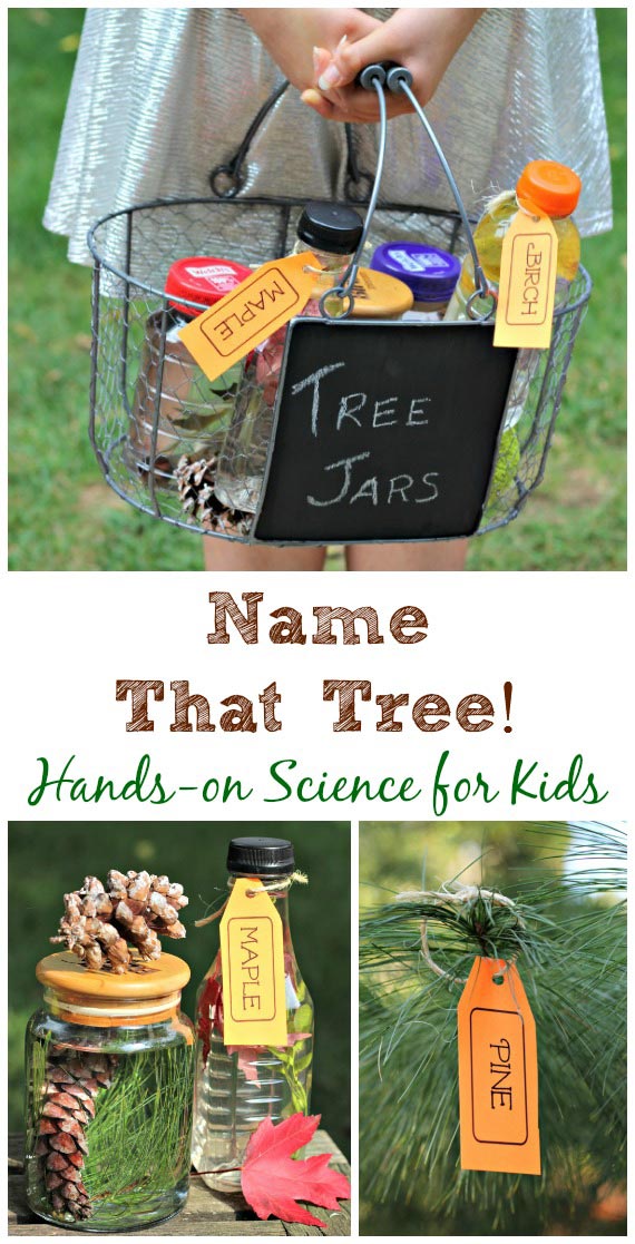 Fun tree identification scavenger hunt for kids!
