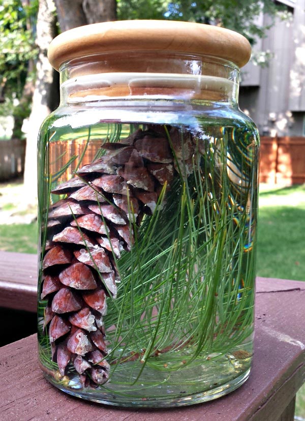 water as a magnifier with pinecones