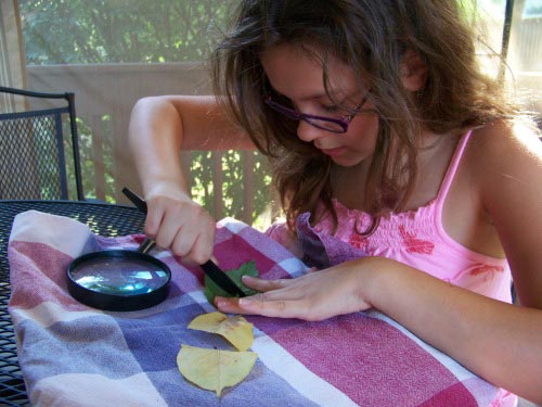 Exploring Nature in the Fall using magnifying glass and dissections