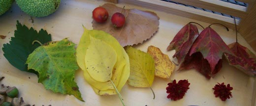 Variety of Fall leaves for an Autumn Nature activity