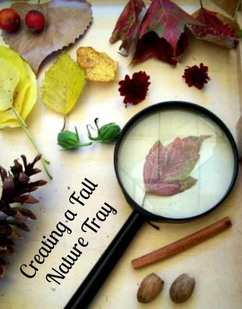 Creating a Fall Nature Tray or Table for kids to explore seasonal changes