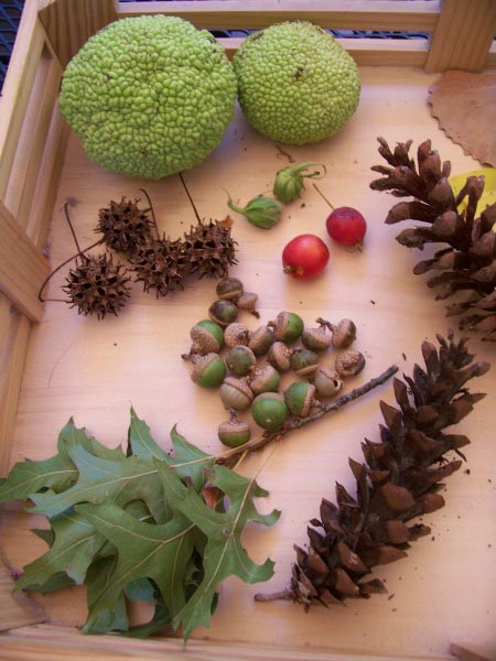 Tree seeds that can be included on a Waldorf or Montessori nature table