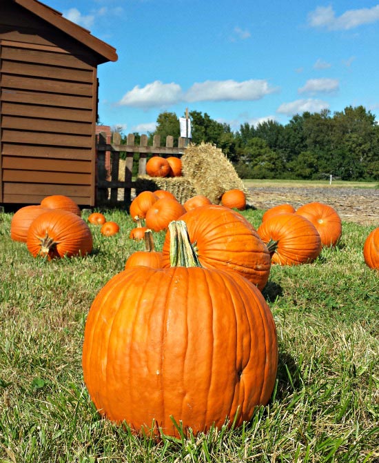 Fun Fall activities for families near me