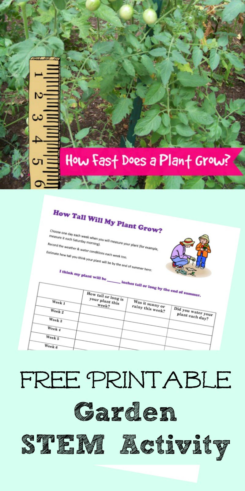 plant measurement activity worksheet