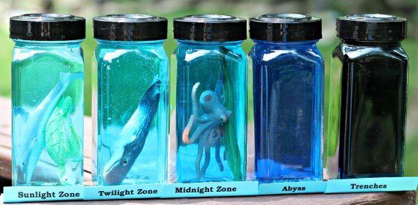 Explore ocean layers and zones plus the animals that live there with this fun science craft!