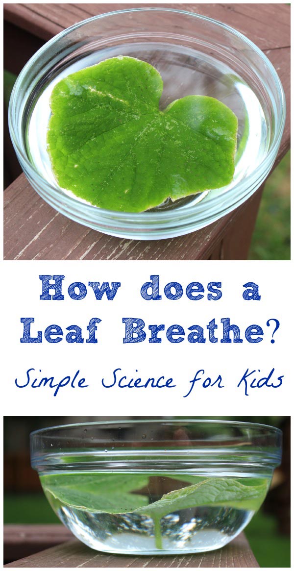 How do plants breathe? An easy science activity for kids that shows photosynthesis and transpiration