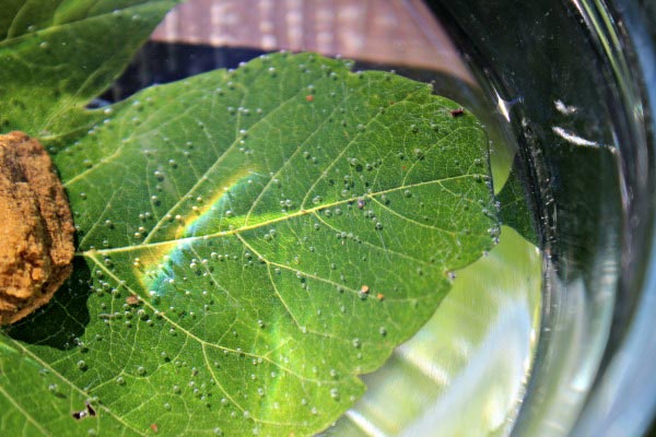 How do leaves breathe and how do plants breathe? An easy science activity for kids