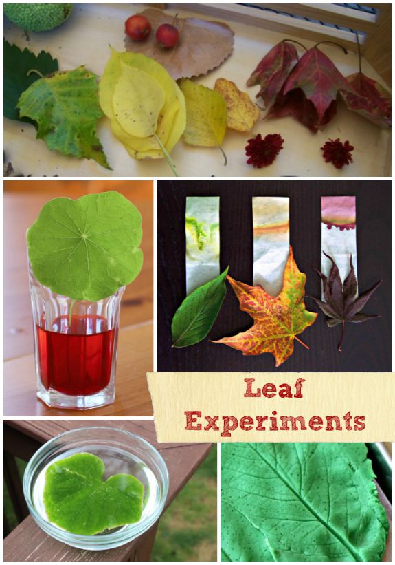 Easy Leaf science experiments for preschool, kindergarten and elementary ages