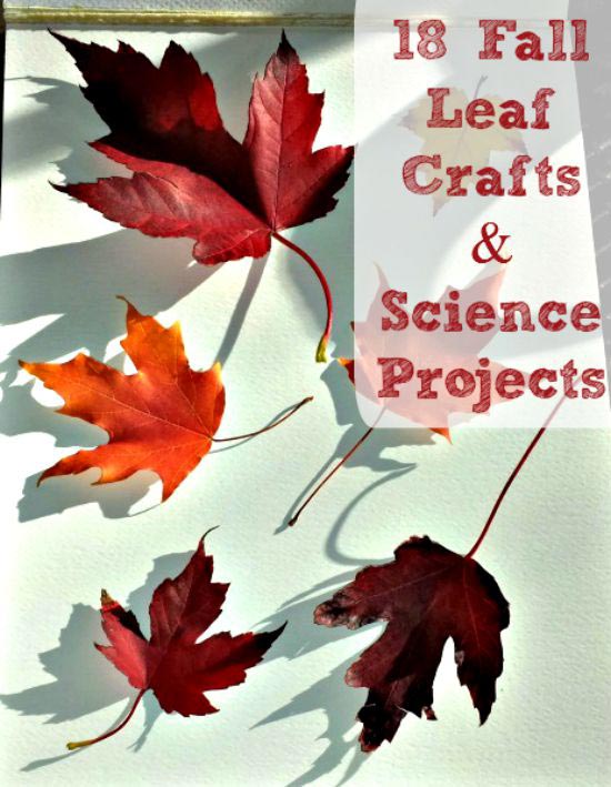 Fall Leaf activities and science experiments 