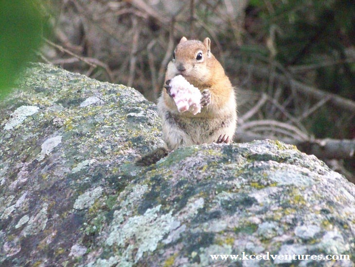 Observing Nature - Migration & Hibernation