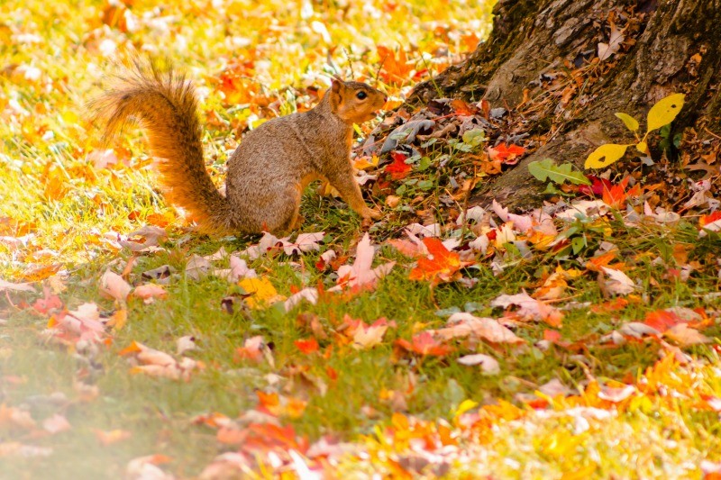 learn where animals go in winter with these books about hibernation and migration