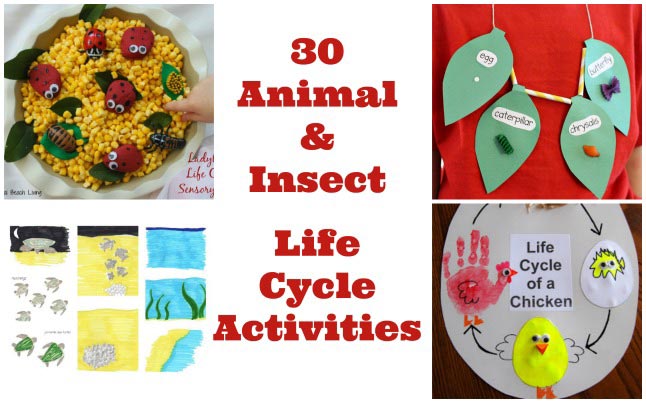 30 Life Cycle Activities for Animals & Insects