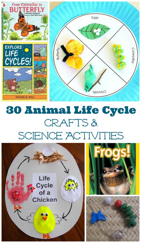 Animal life cycle activities, project ideas & books for kids