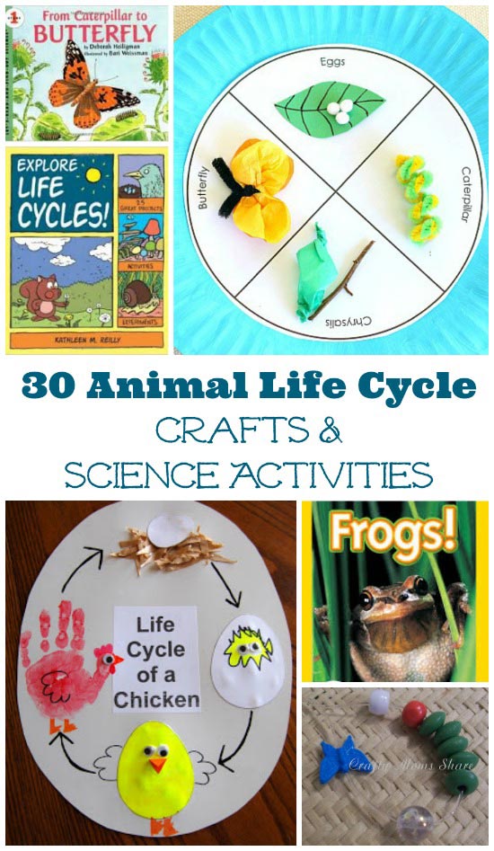 life cycle of a animal