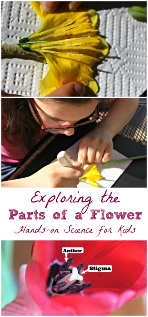 flower science activity for kids
