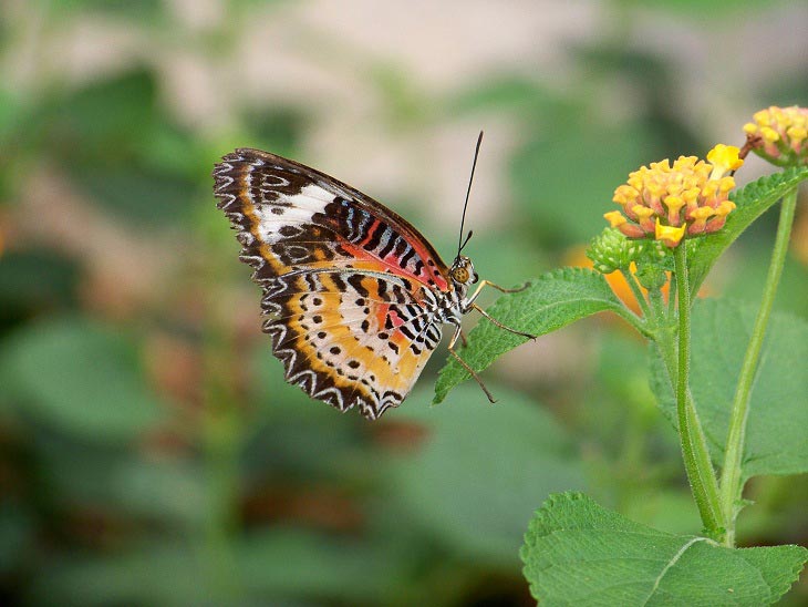 nature projects for kids