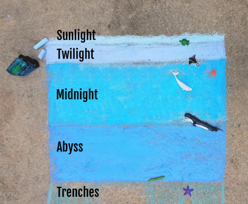 ocean zones diagram for kids