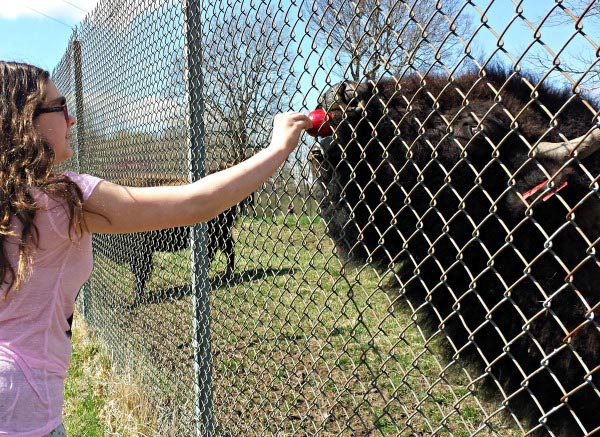 Animal feedings - outstanding sensory experience for kids!