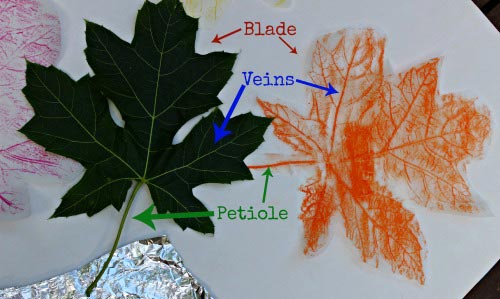 The Science of Leaf Prints | Edventures with Kids